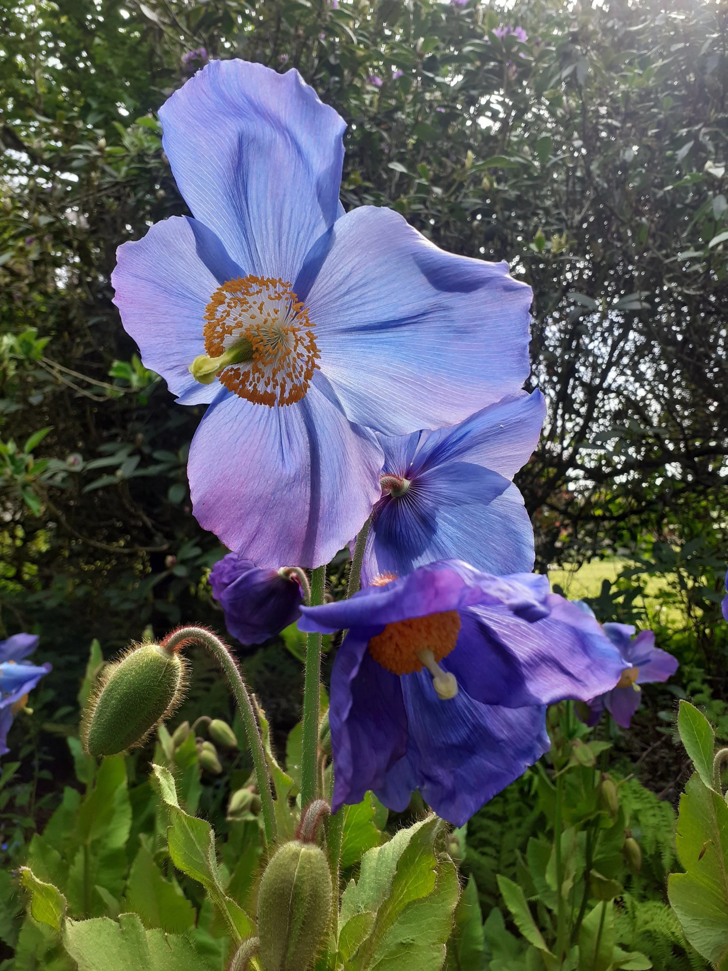 Dalemain Blue Poppy (Meconopsis grandis Dalemain) — DALEMAIN